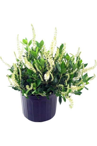 Клетра вильхолиста «Хаммингберд